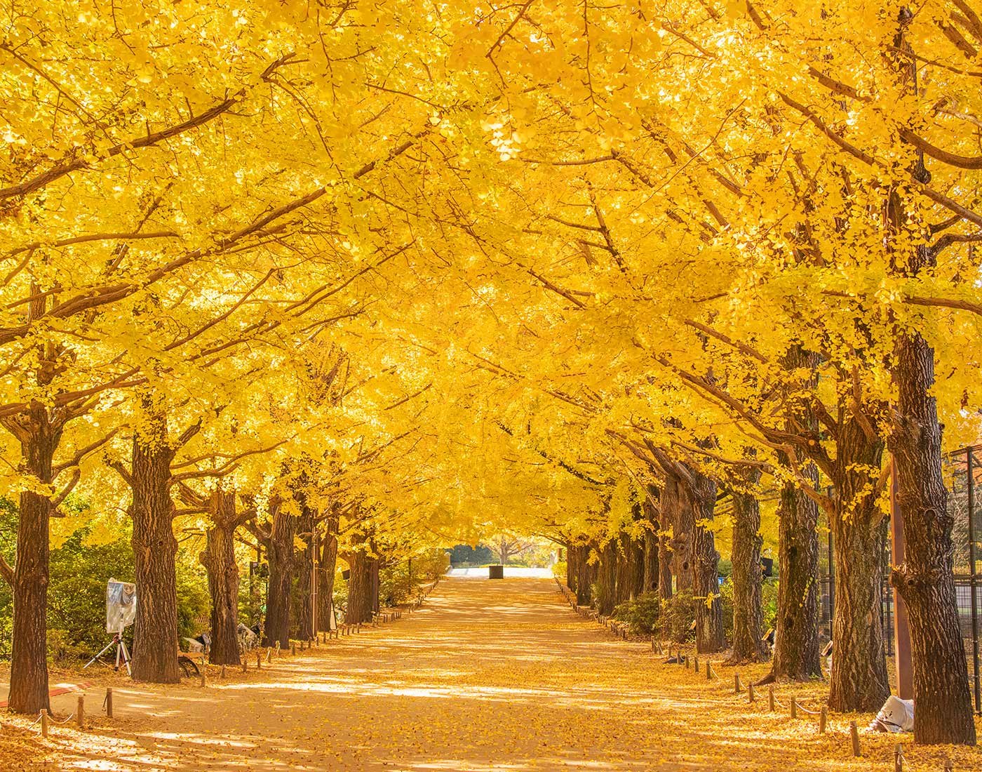 🌳 국영 쇼와 기념 공원 이미지 6